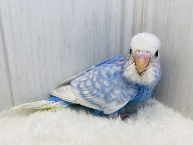 白のレース素敵でしょ✨セキセイインコ爽やかブルースパングル！！