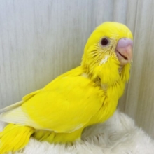太陽サンサン️☀️.°‪🔆‬みんなを明るく照らしちゃう！セキセイインコのルチノー❤️