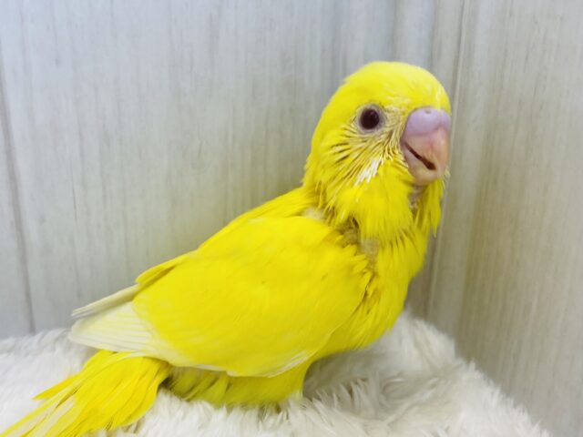 太陽サンサン️☀️.°‪🔆‬みんなを明るく照らしちゃう！セキセイインコのルチノー❤️