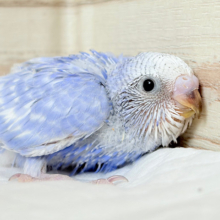 あざと可愛い💞セキセイインコ(スパングル) ヒナ