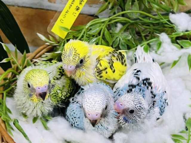 夏の大大大スペシャルフェア♡ 夏の大大大スペシャルフェア♡