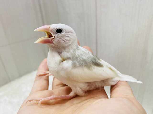 白文鳥