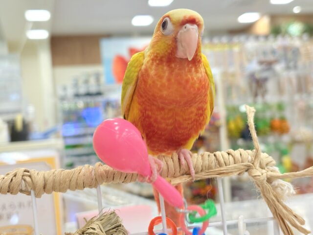 ホオミドリウロコインコ