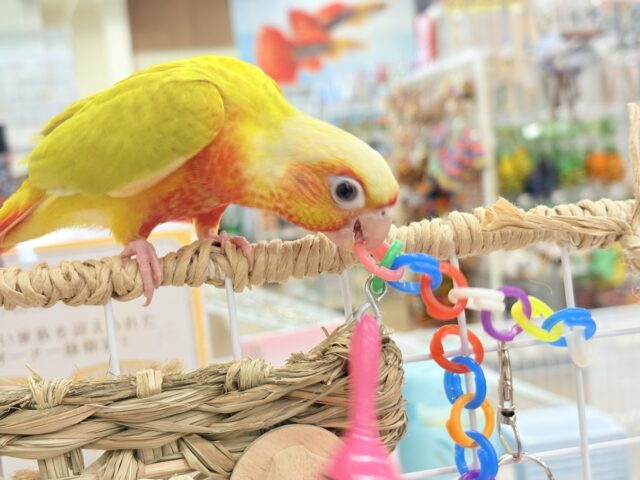 ホオミドリウロコインコ