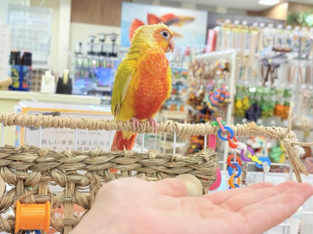 ホオミドリウロコインコ