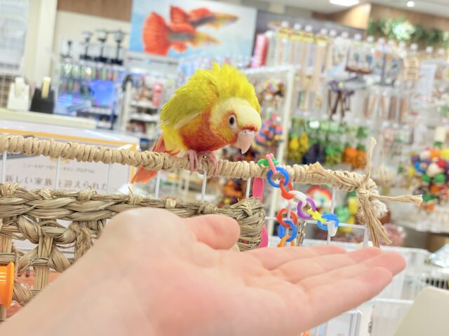 ホオミドリウロコインコ