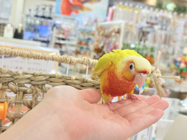 ホオミドリウロコインコ