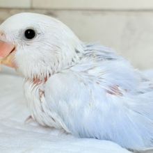 淡🫧パープルの魅力💜コザクラインコ(ダイリュートブルーバイオレットシナモンオパーリン) ヒナ