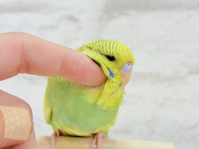 ジャンボセキセイインコ