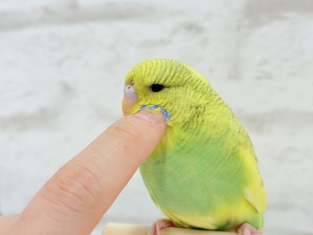 ジャンボセキセイインコ