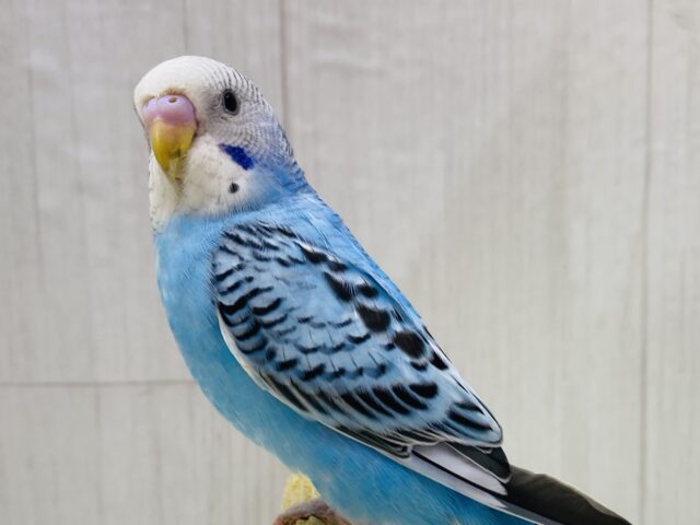 最新画像有ります✌🏻️´-🩵爽やか〜な青空ブルーはいかが❓暑いこの季節にピッタリカラー✈️セキセイインコのオパーリン