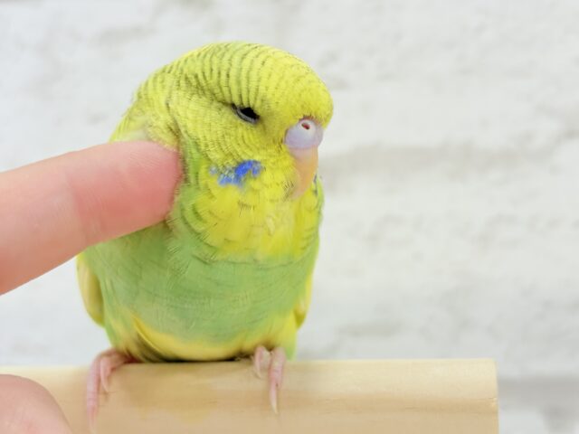 ジャンボセキセイインコ