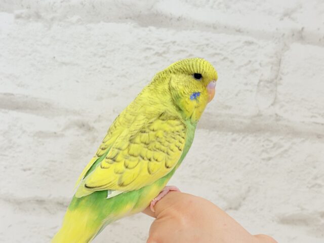 ジャンボセキセイインコ
