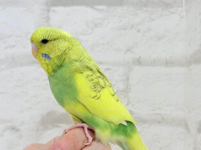 ジャンボセキセイインコ