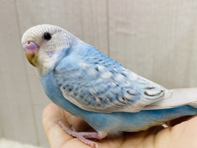 最新画像有ります❗️キュルキュルおめめに見つめられちゃう*`~🩵~ちょっぴり恥ずかしがり屋？セキセイインコのスパングル🪽