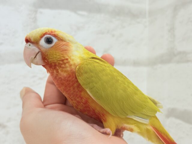 ホオミドリウロコインコ