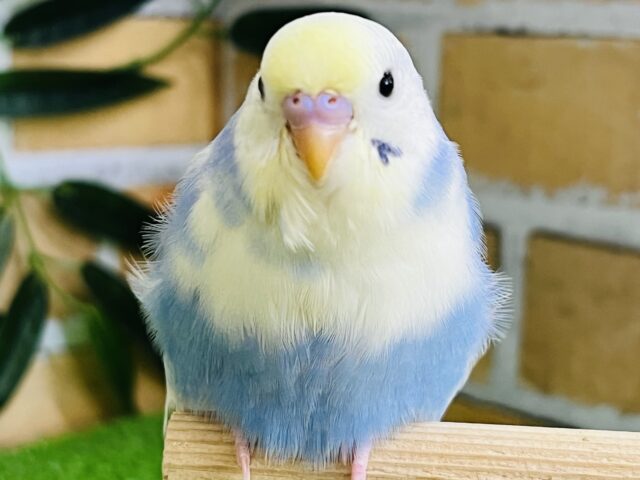 7/16更新☆くっきり2色💙💛レインボースパングルパイド