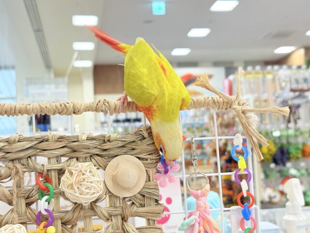 ホオミドリウロコインコ
