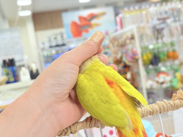 ホオミドリウロコインコ