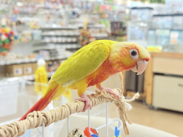 ホオミドリウロコインコ