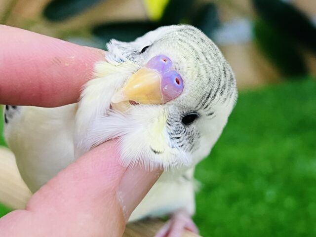 7/16更新☆レーズンバタークリーム💛クリームハルクイン入舎しました♪