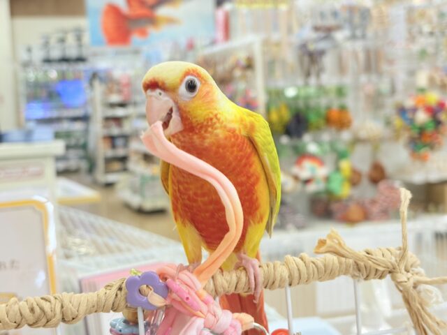 ホオミドリウロコインコ