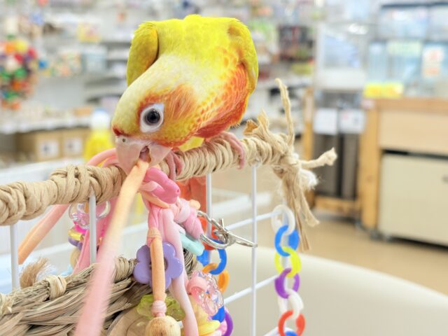 ホオミドリウロコインコ