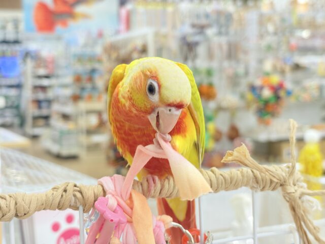 ホオミドリウロコインコ