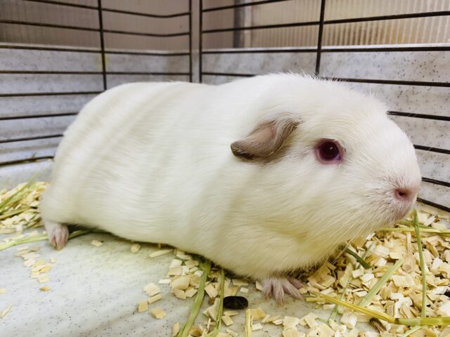 ロシアンクレステッドモルモット