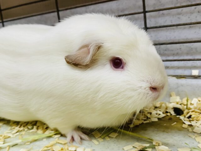 最新画像あります🌟たれみみとつむじがチャームポイント⭐️クレステッドロシアンモルモット❣️