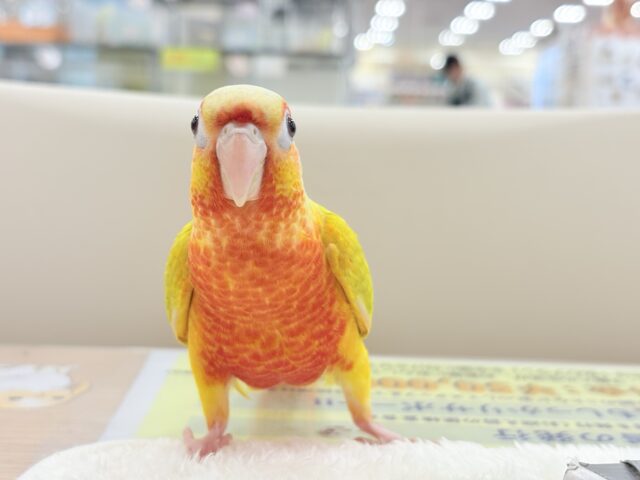 ホオミドリウロコインコ