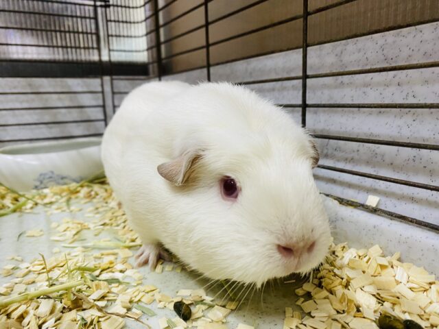 ロシアンクレステッドモルモット