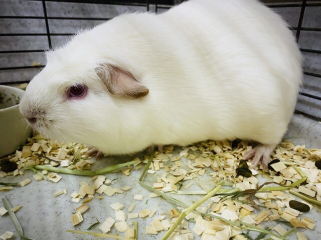 ロシアンクレステッドモルモット