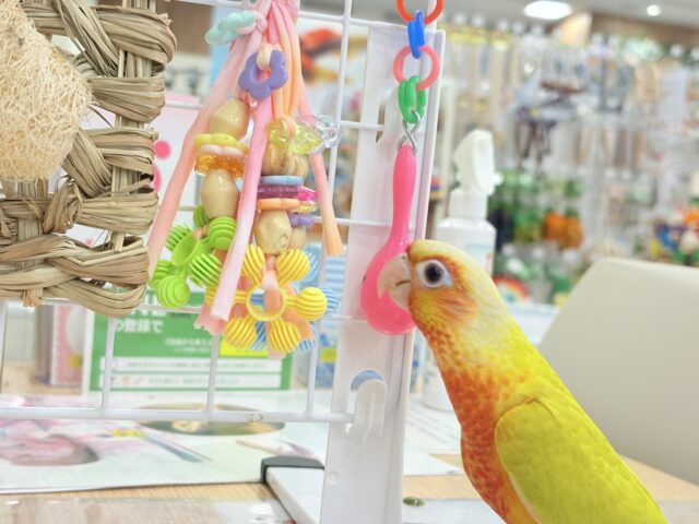 ホオミドリウロコインコ