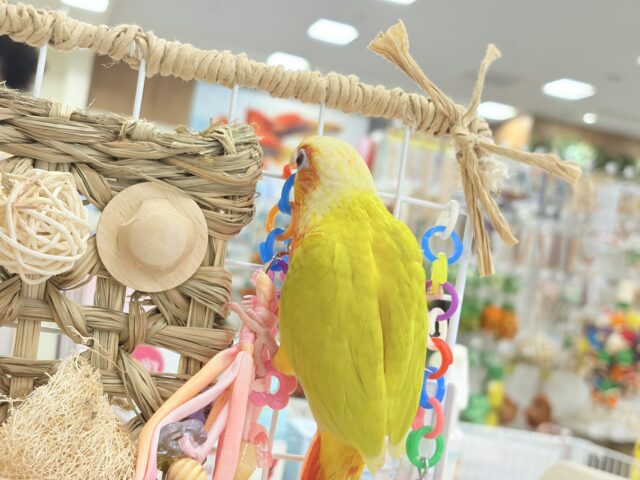 ホオミドリウロコインコ