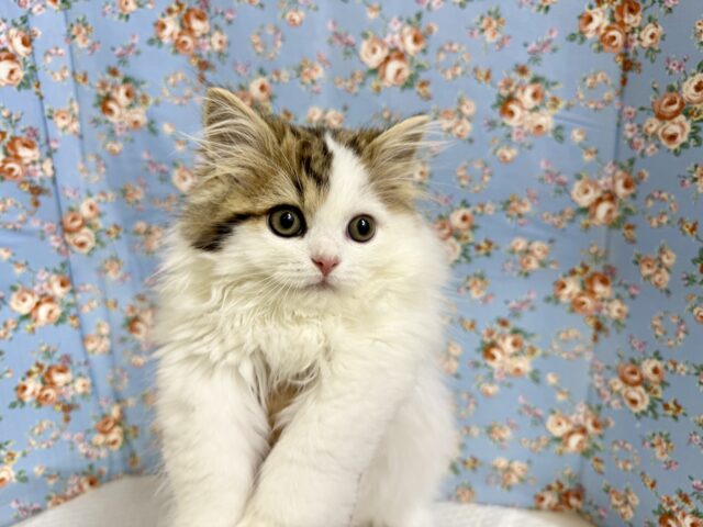 スコティッシュフォールド