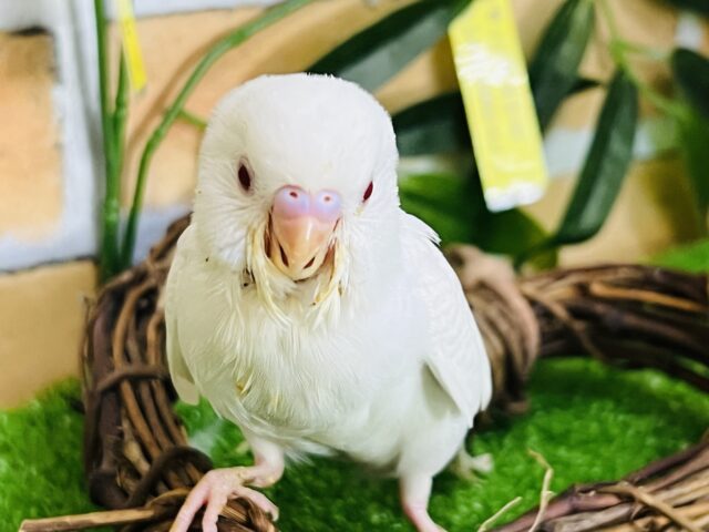 セキセイインコ