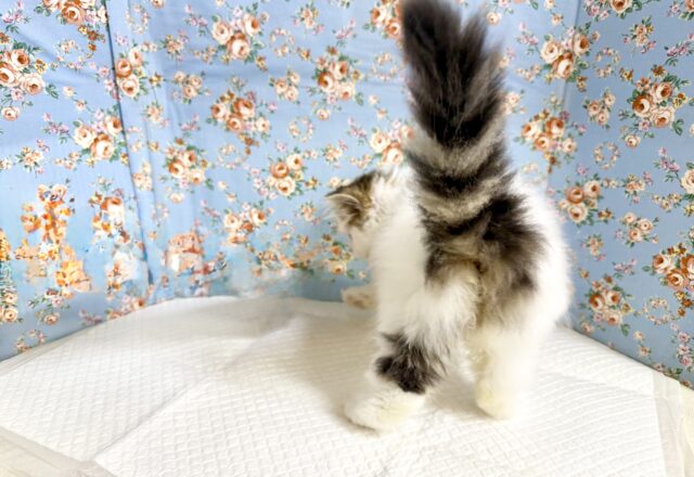 スコティッシュフォールド