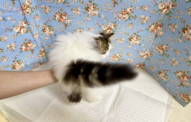 スコティッシュフォールド