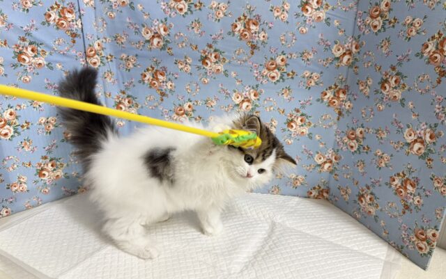 スコティッシュフォールド