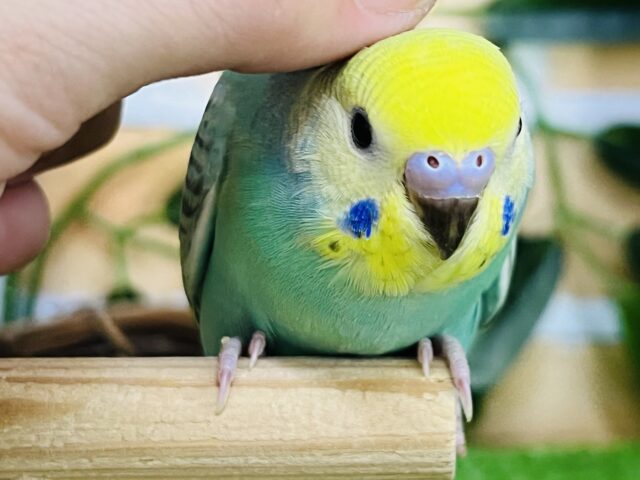 セキセイインコ