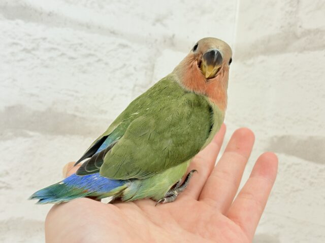 コザクラインコ（小桜インコ）