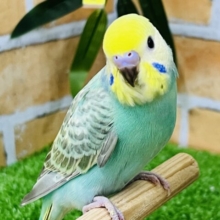 ②もちもち♡グリーンが濃いよ☆セキセイインコ（レインボースパングル）