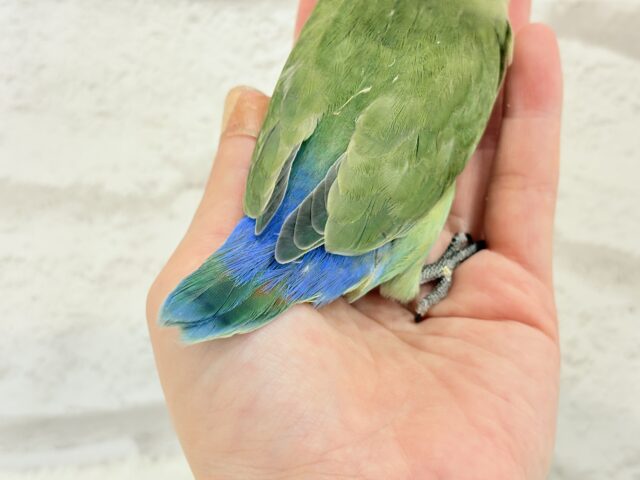 コザクラインコ（小桜インコ）