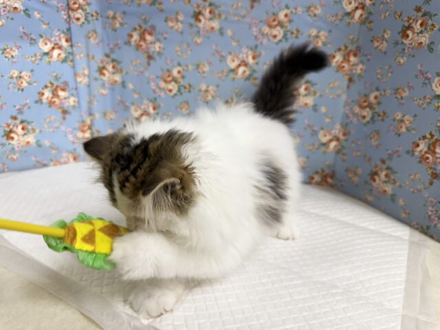 スコティッシュフォールド