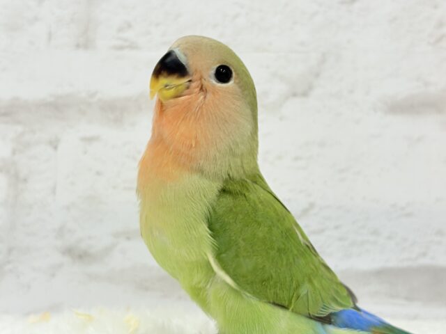 コザクラインコ（小桜インコ）