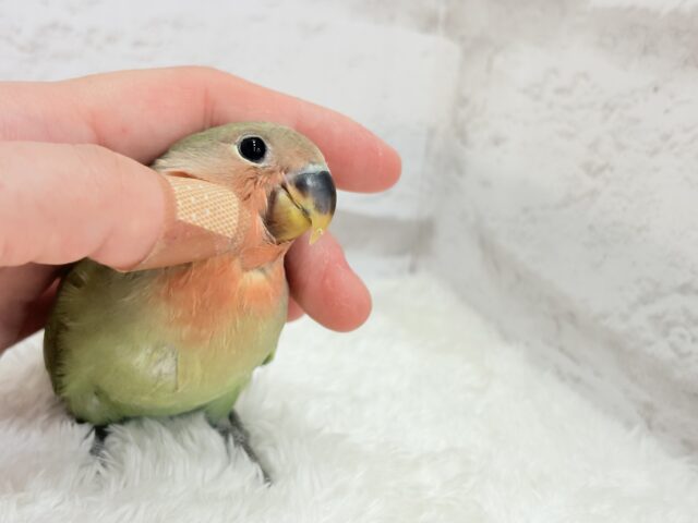 コザクラインコ（小桜インコ）