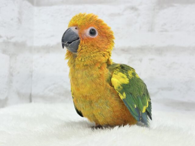 コガネメキシコインコ