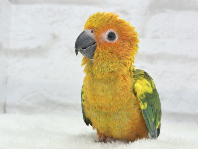 コガネメキシコインコ