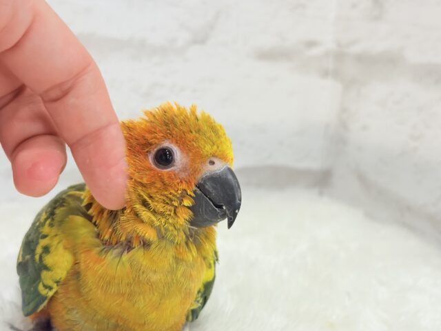 コガネメキシコインコ